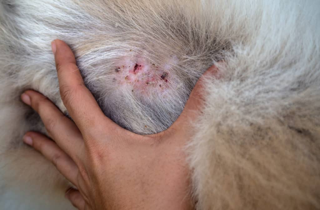 dog with a skin condition