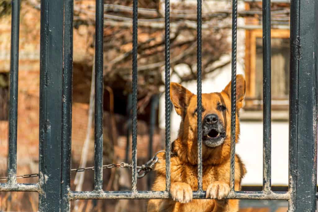 aggressive gsd