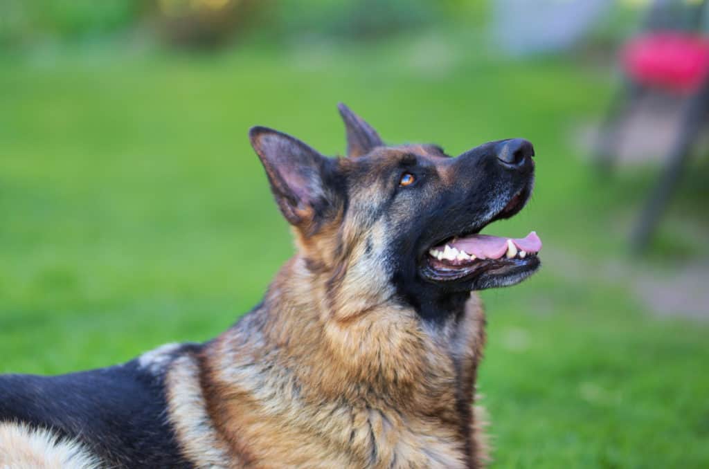 GSD looking up