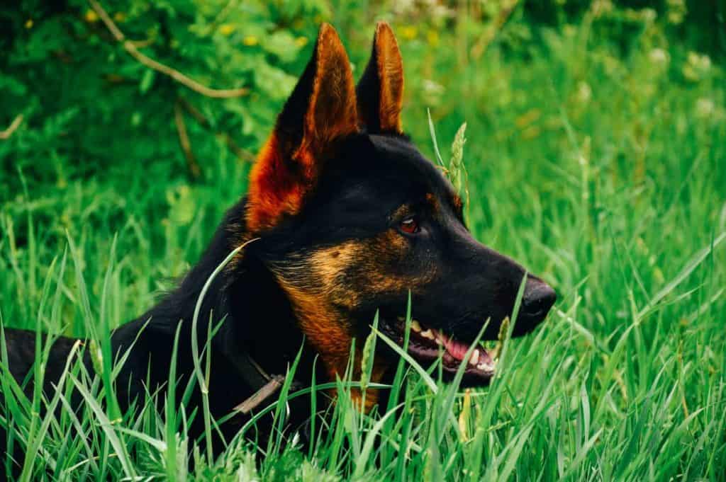 GSD puppy with ears pointing up