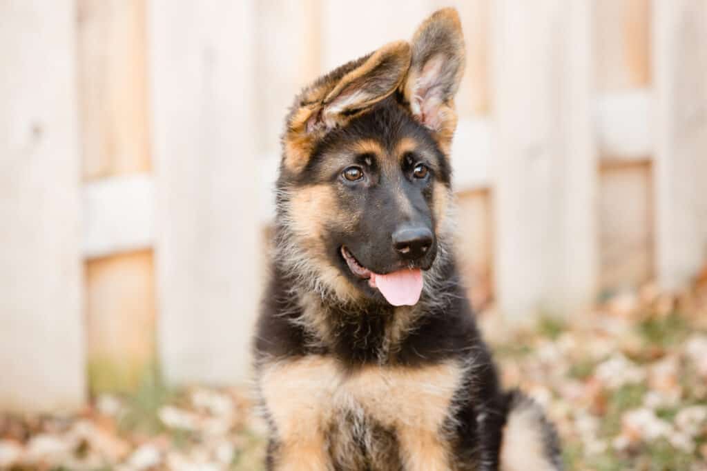 GSD puppy ear flop
