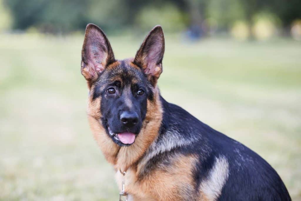 gsd puppy ears up