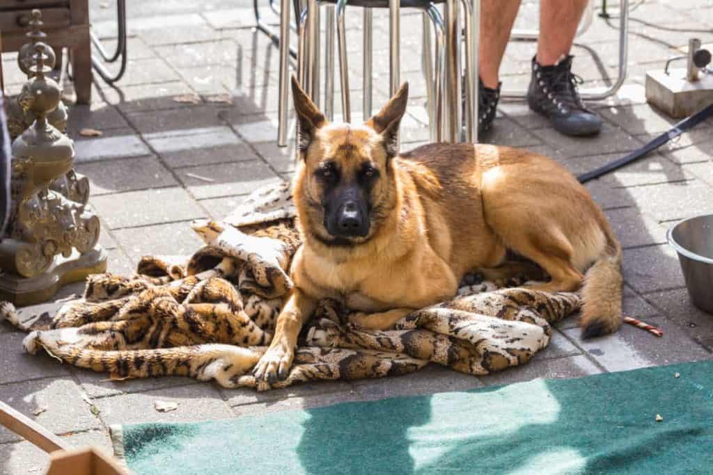 gsd lying down