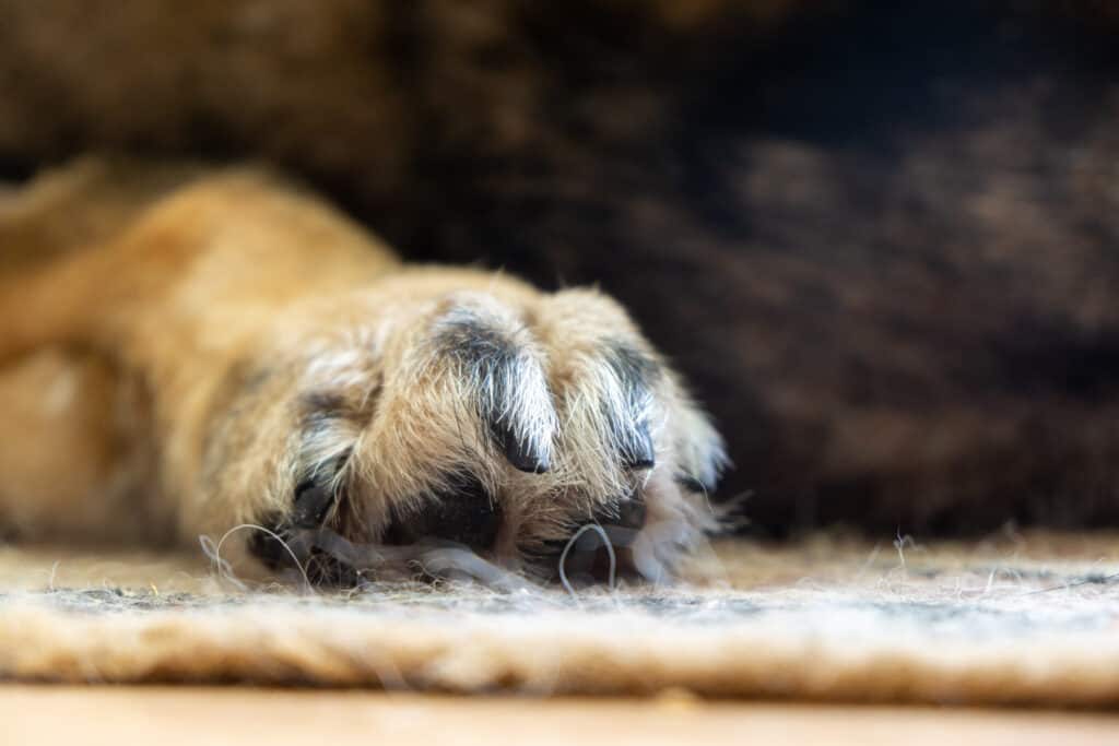 dog paw