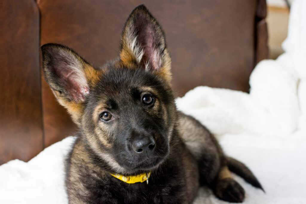 cute gsd puppy
