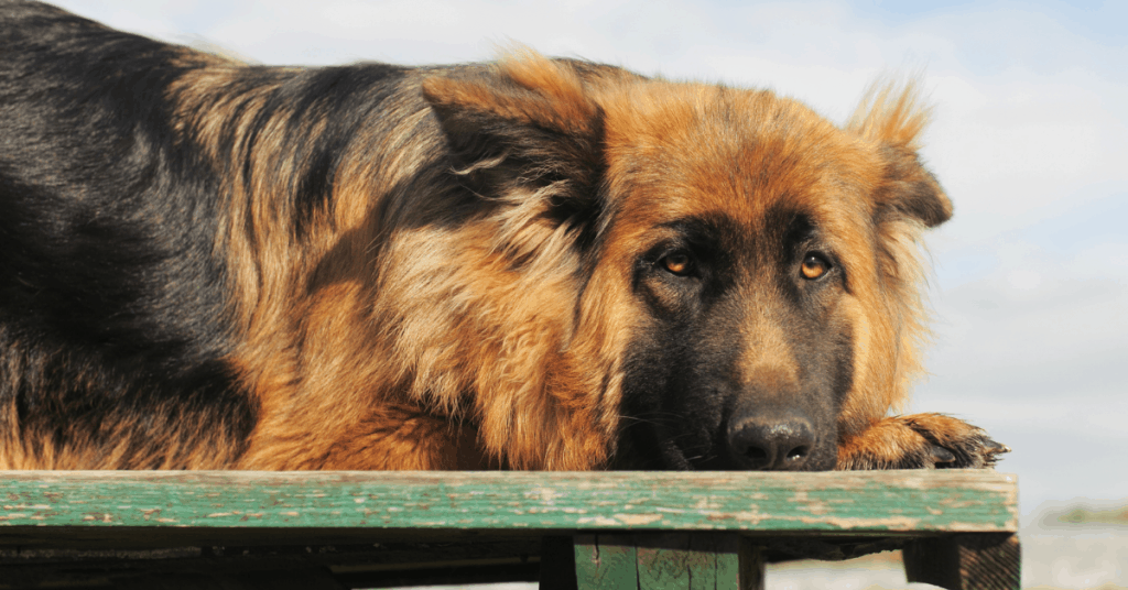 GSD sad on picnic bench