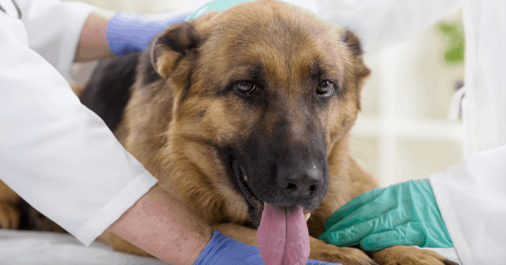 gsd at vet