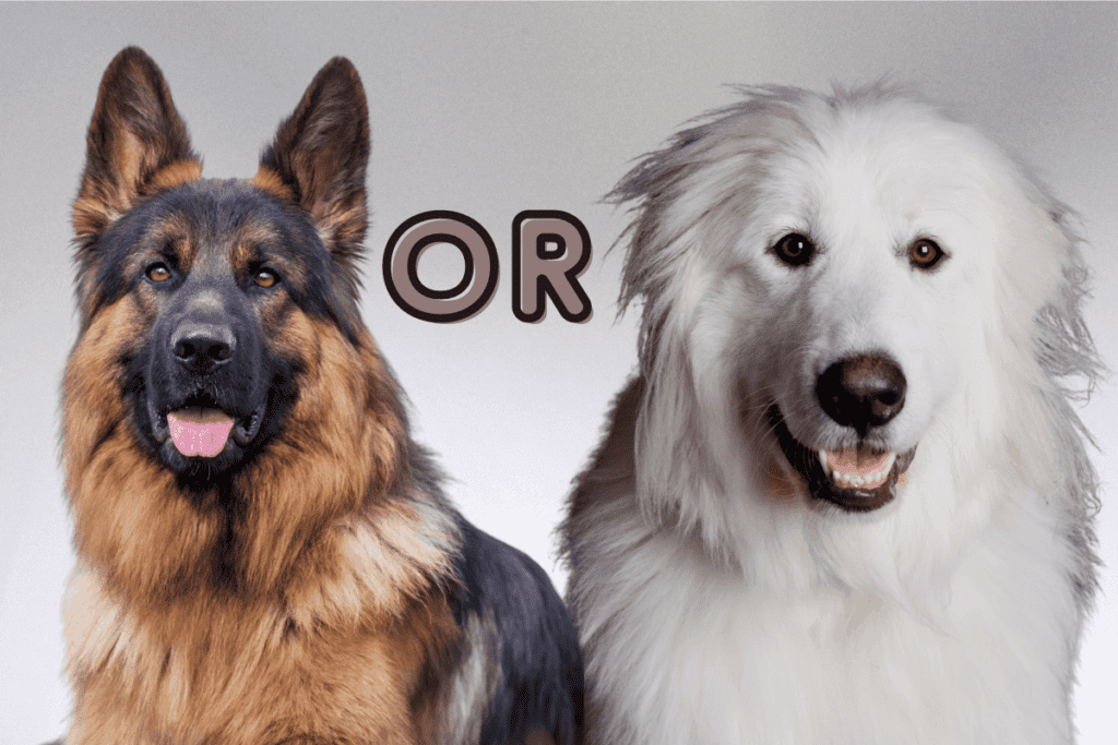 German Shepherd and Great Pyrenees