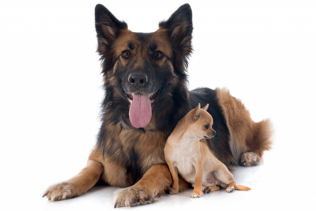 German Shepherd and Chihuahua sitting