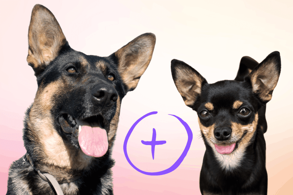 German Shepherd and Chihuahua