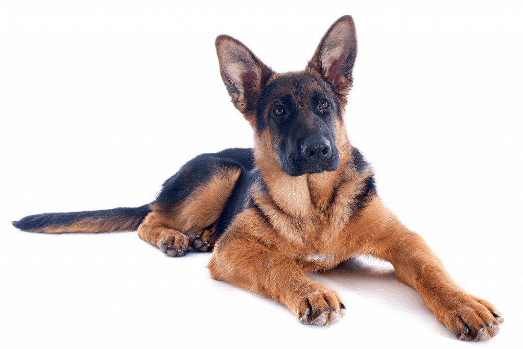 4 month old German Shepherd