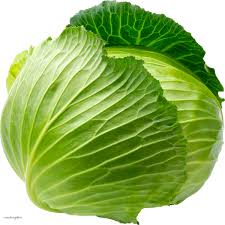 Cabbage