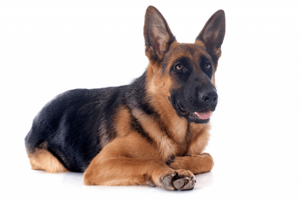 18 month old German Shepherd