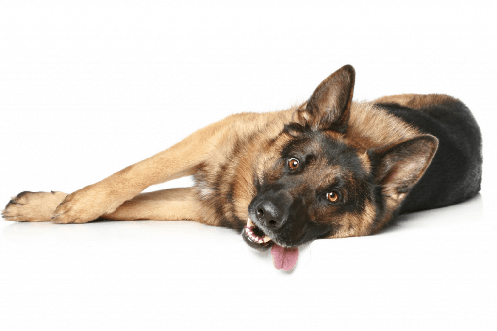 8 month old German Shepherd