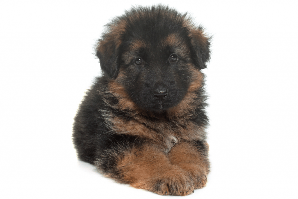 newborn German Shepherd