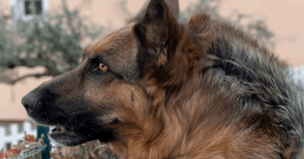 German Shepherd hackles up