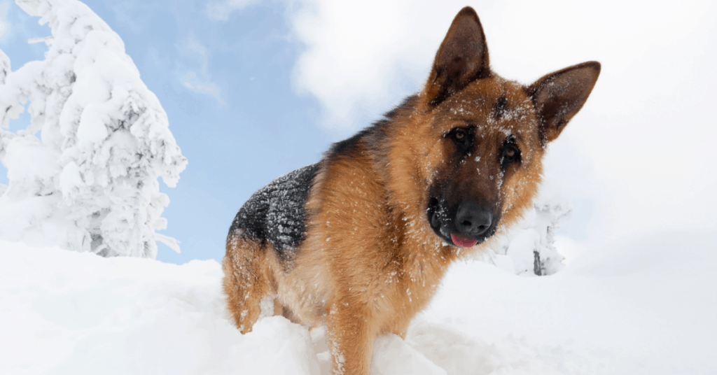 German Shepherd in snow