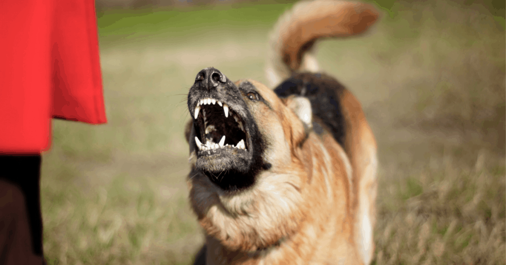 German Shepherd growling