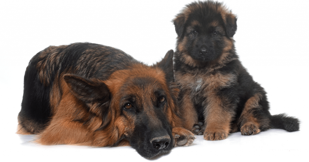 German Shepherd adult and pup
