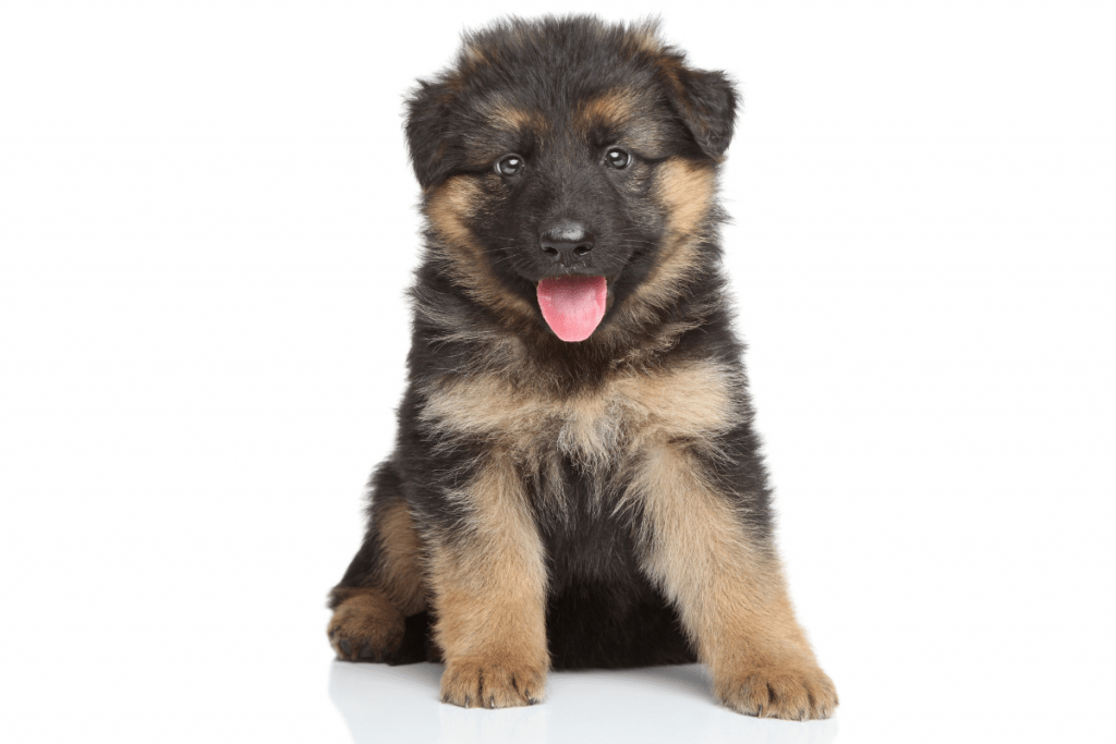 3 week old German Shepherd