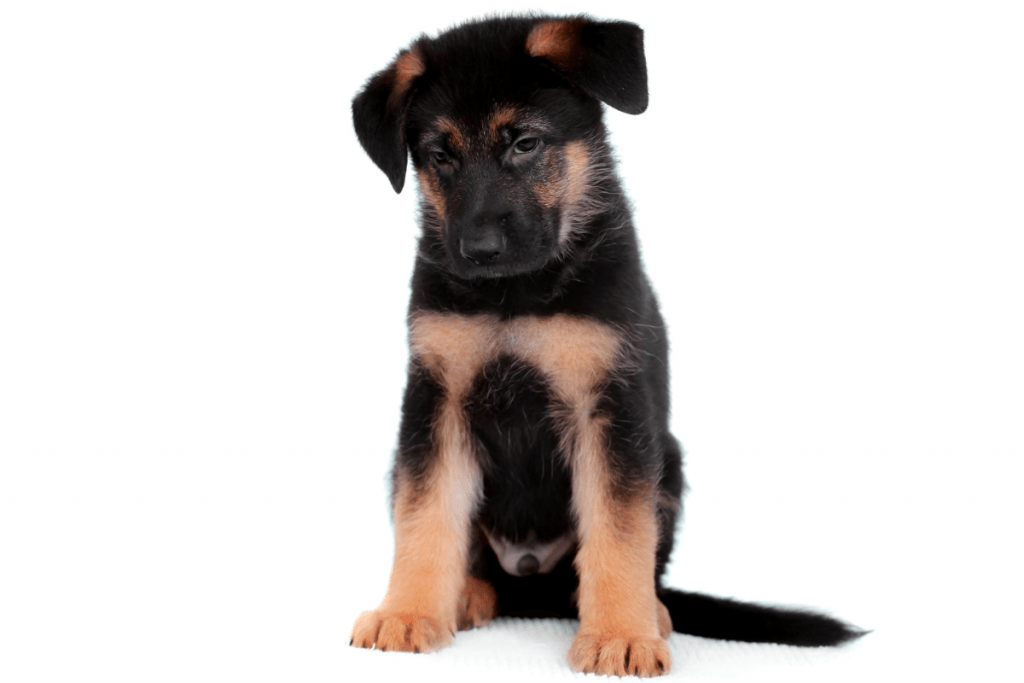 6 week old German Shepherd