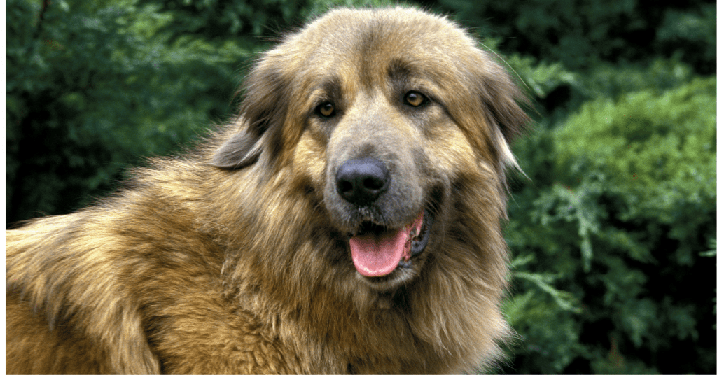 Estrela Mountain Dog