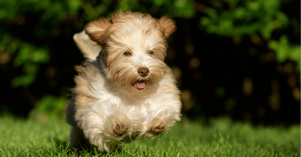 Havanese
