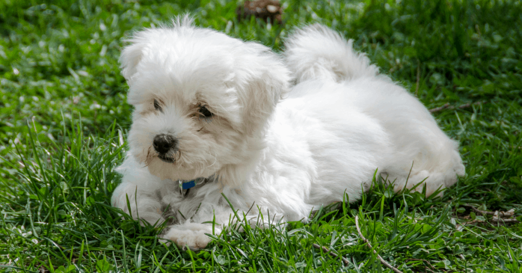 Maltese