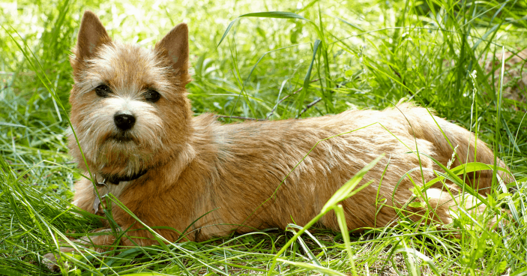 Norwich Terrier
