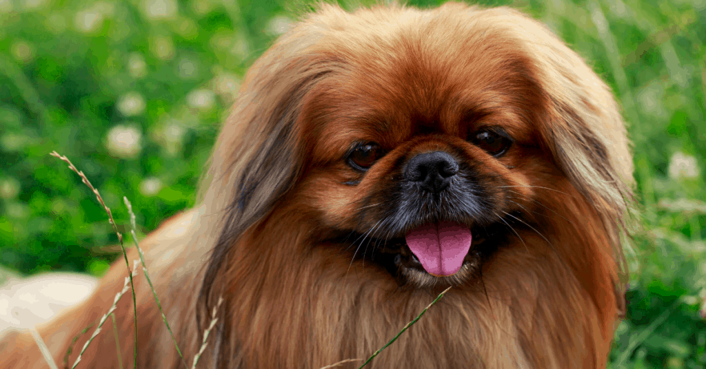 Pekingese