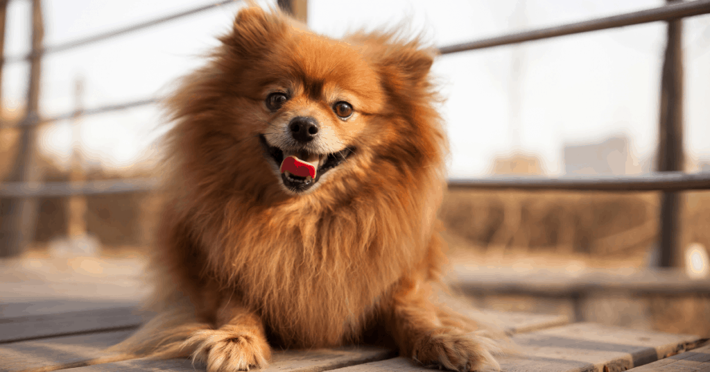 Pomeranian