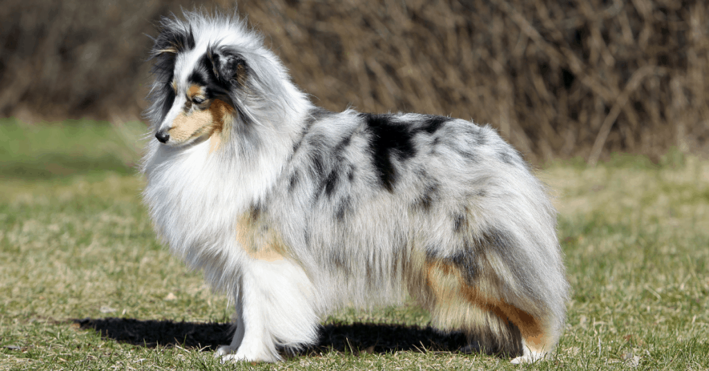 Shetland Sheepdog