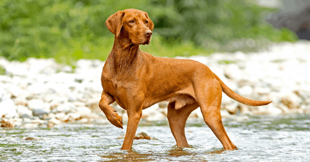 Vizsla