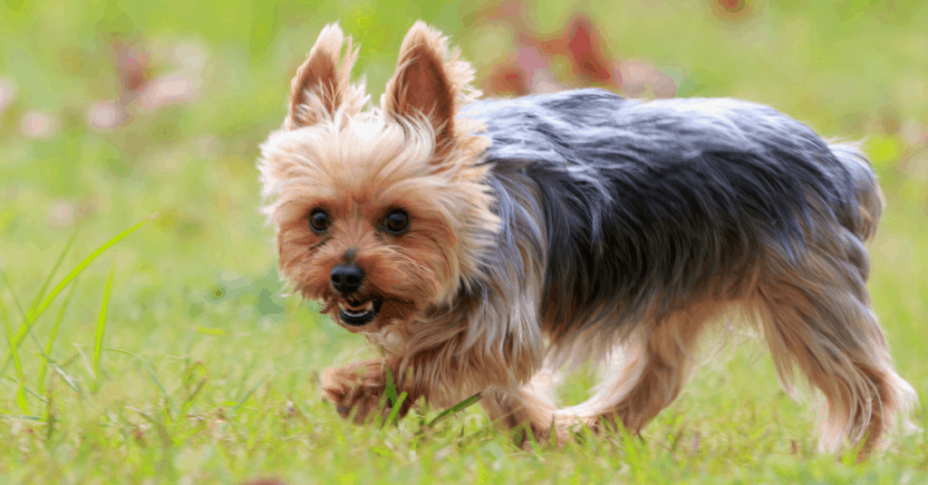 Yorkshire Terrier