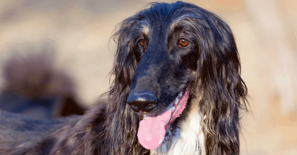 Afghan Hound