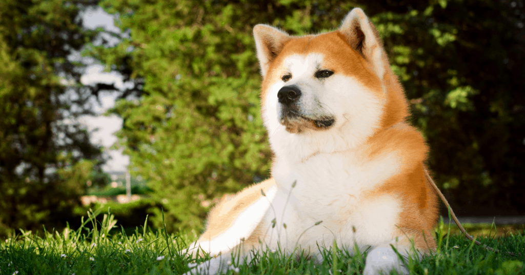 Akita