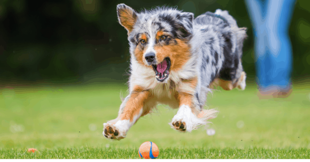 Australian Shepherd