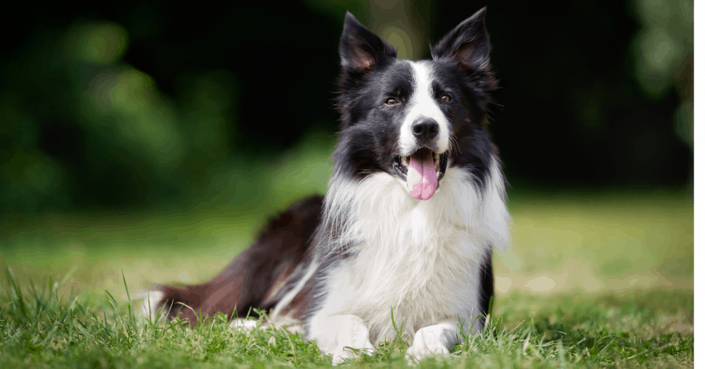 Border Collie