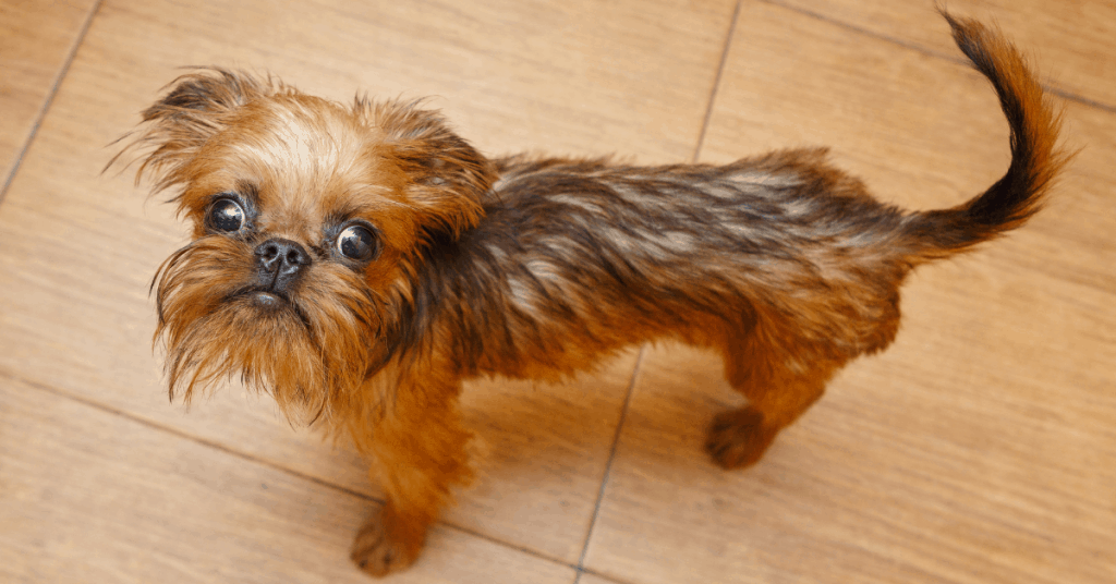 Brussels Griffon