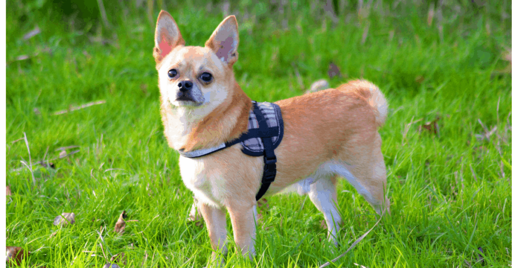Chihuahua