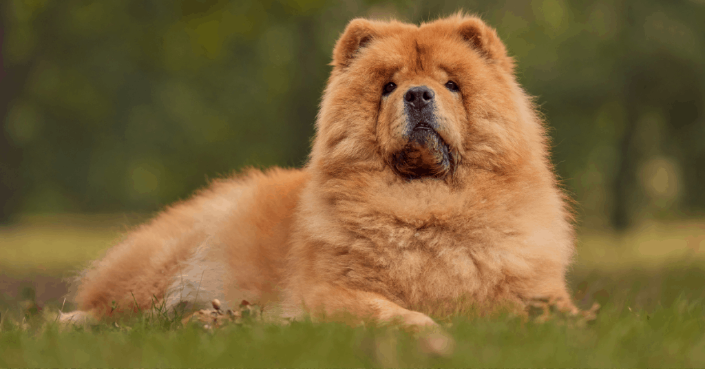 Chow Chow