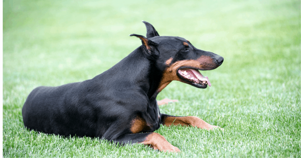 Doberman Pinscher
