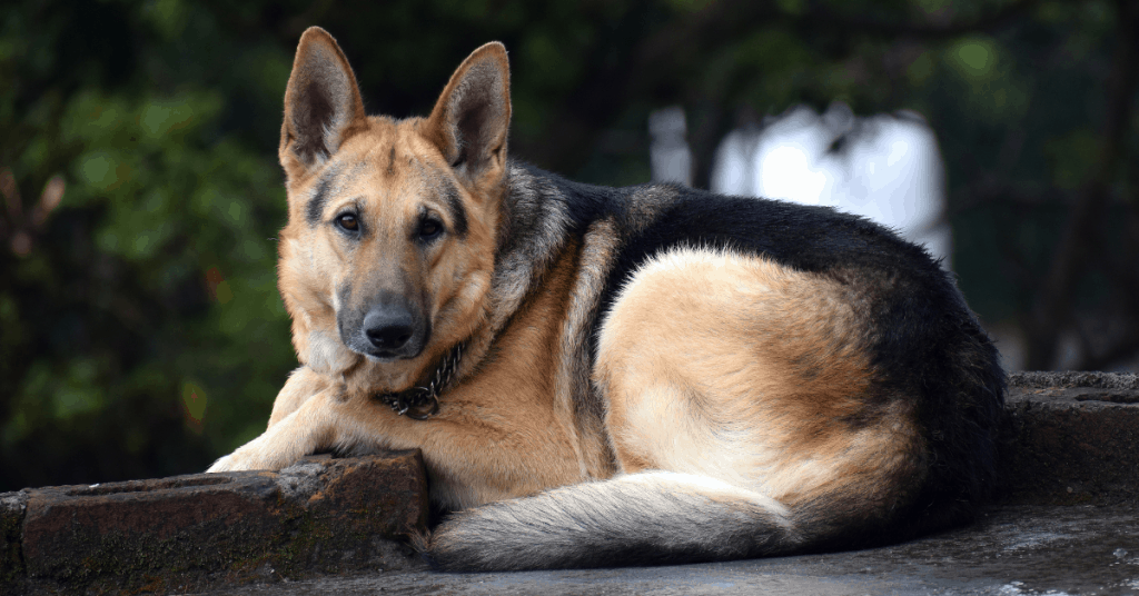 German Shepherd