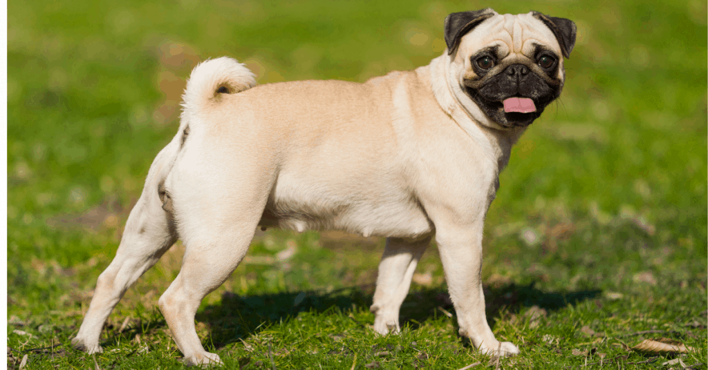 Pug