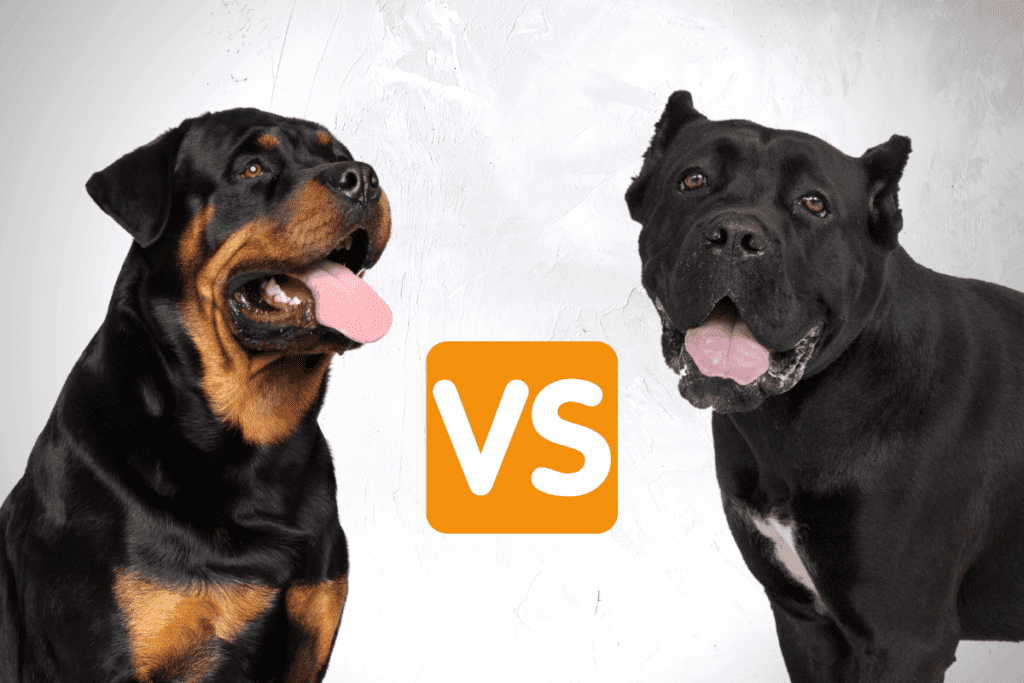 Cane Corso and Rottweiler faces