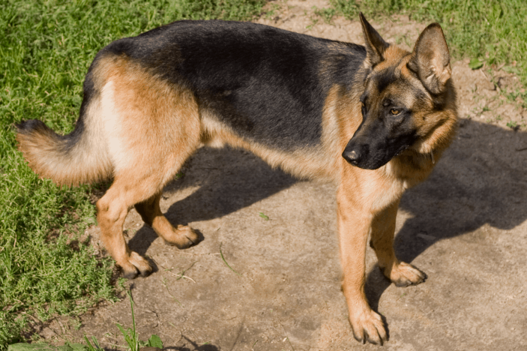 GSD standing