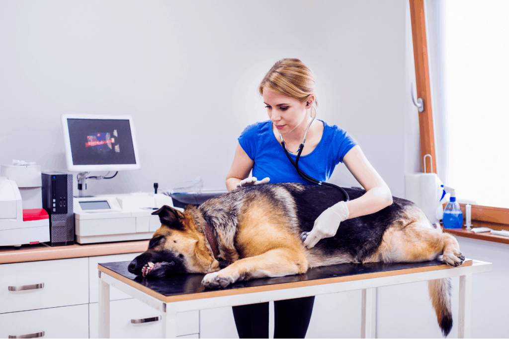 GSD at vet on table