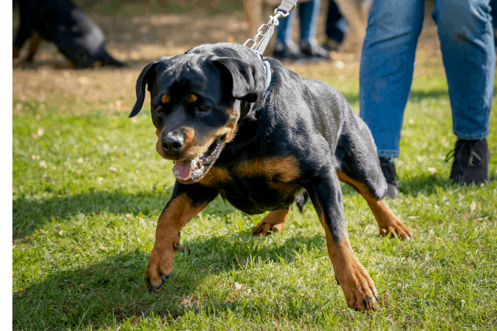 Rottweiler pulling leash