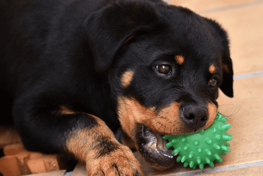 Rottie pup chewing