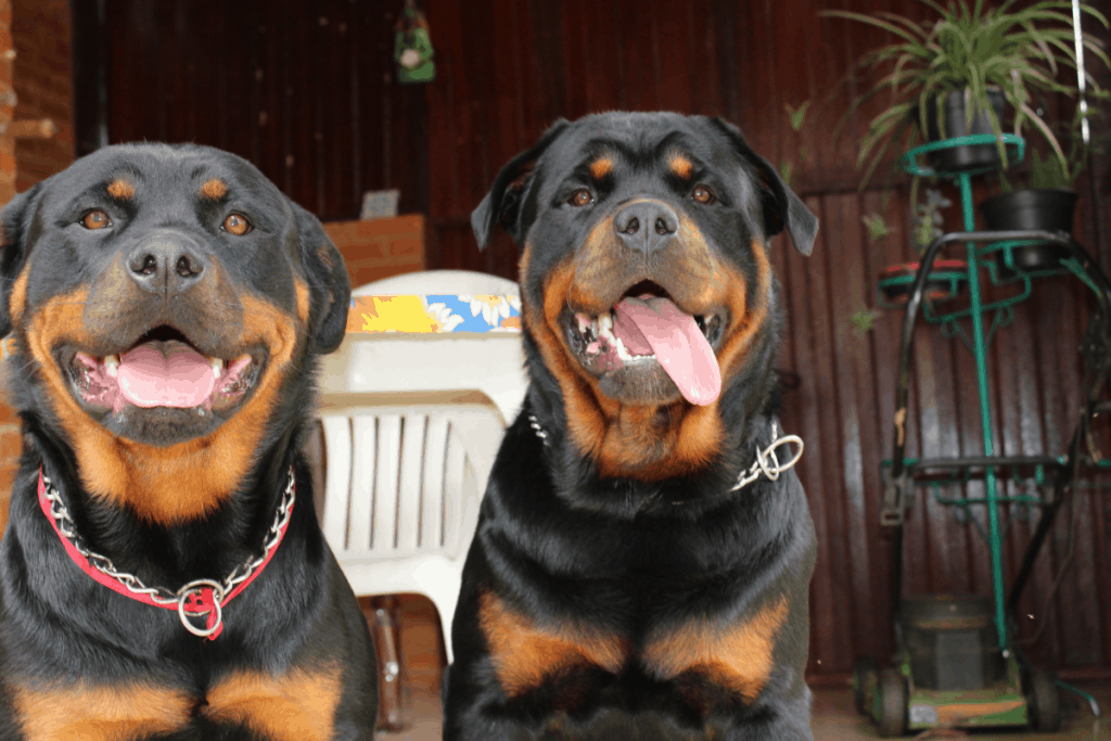 two Rottweilers panting